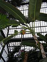 Musacees - Bananier (1) (Photo F. Mrugala)